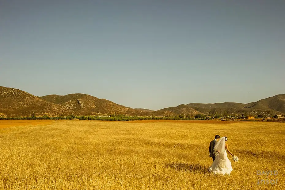 Bride and groom walking through a golden field near Ensenada